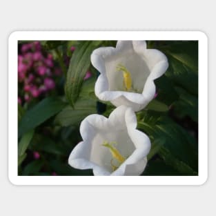 White Lily Of The Valley Photo Print And Others Sticker